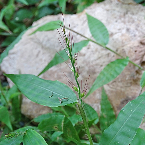 Grannenhirse / Oplismenus undulatifolius