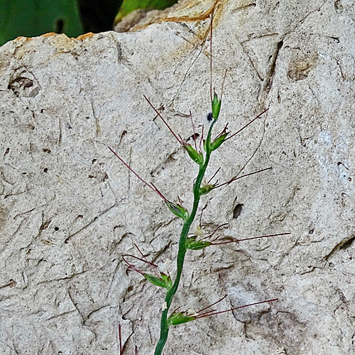 Grannenhirse / Oplismenus undulatifolius