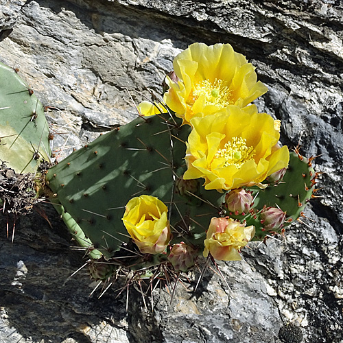 Gemeiner Feigenkaktus / Opuntia humifusa