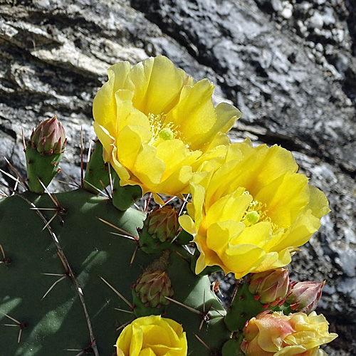 Gemeiner Feigenkaktus / Opuntia humifusa