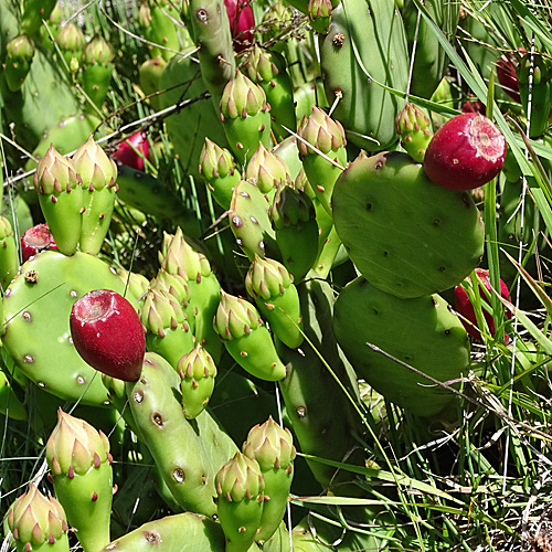 Gemeiner Feigenkaktus / Opuntia humifusa