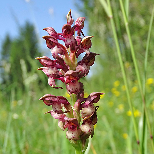 Wanzen-Knabenkraut / Orchis coriophora