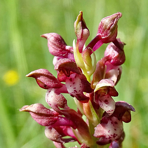 Wanzen-Knabenkraut / Orchis coriophora