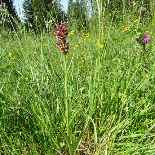 Wanzen-Knabenkraut / Orchis coriophora