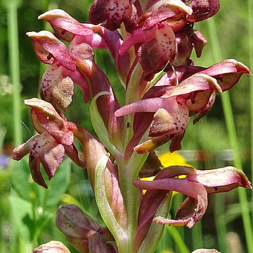 Wanzen-Knabenkraut / Orchis coriophora