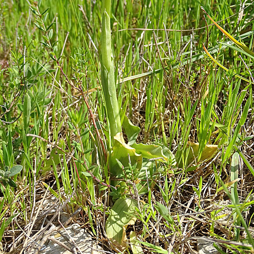 Italienisches Knabenkraut / Orchis italica