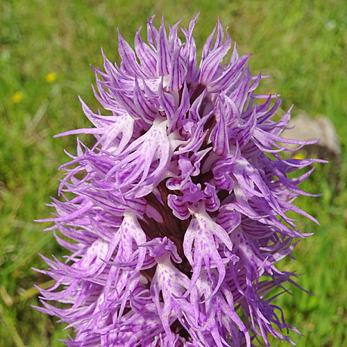 Italienisches Knabenkraut / Orchis italica