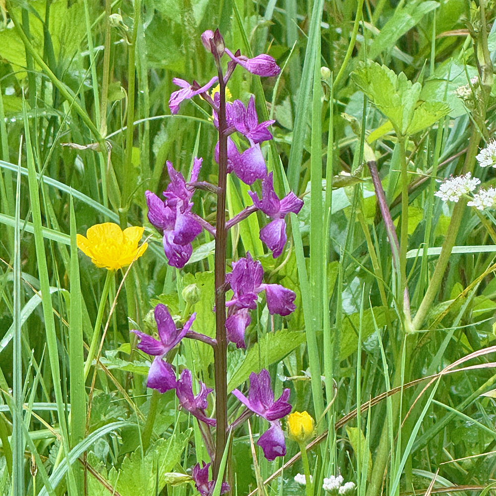 Lockerblütiges Knabenkraut / Orchis laxiflora