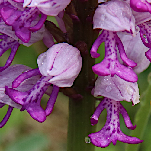 Helm-Knabenkraut / Orchis militaris