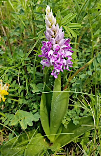 Helm-Knabenkraut / Orchis militaris