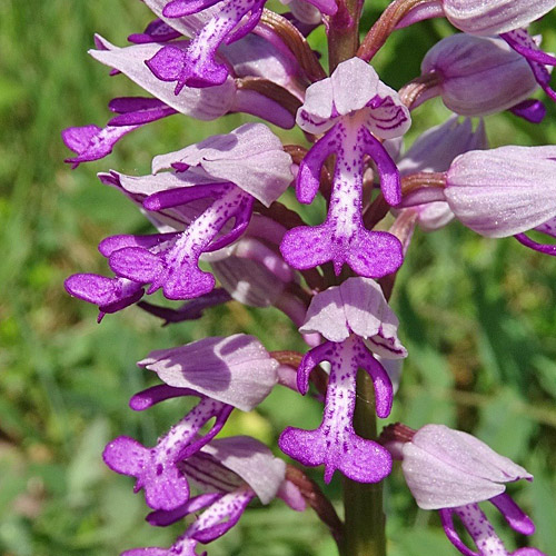 Helm-Knabenkraut / Orchis militaris