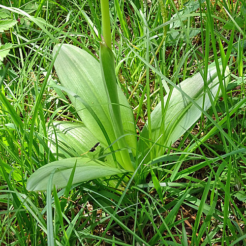 Helm-Knabenkraut / Orchis militaris