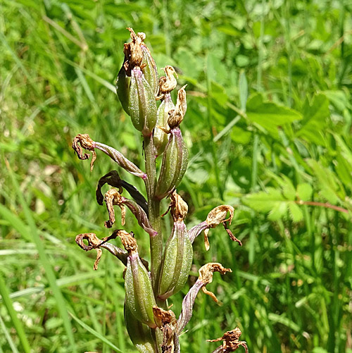 Helm-Knabenkraut / Orchis militaris