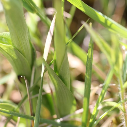 Kleines Knabenkraut / Orchis morio