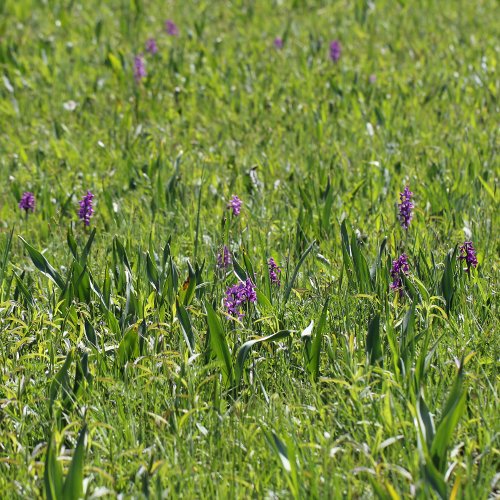 Kleines Knabenkraut / Orchis morio