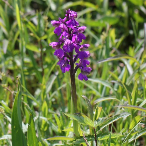 Kleines Knabenkraut / Orchis morio