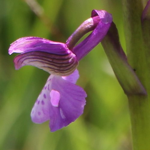 Kleines Knabenkraut / Orchis morio