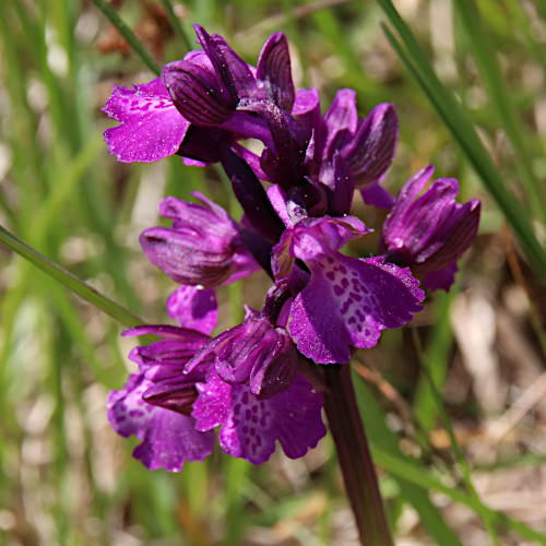 Kleines Knabenkraut / Orchis morio