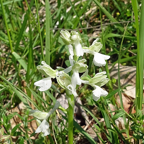 Kleines Knabenkraut / Orchis morio