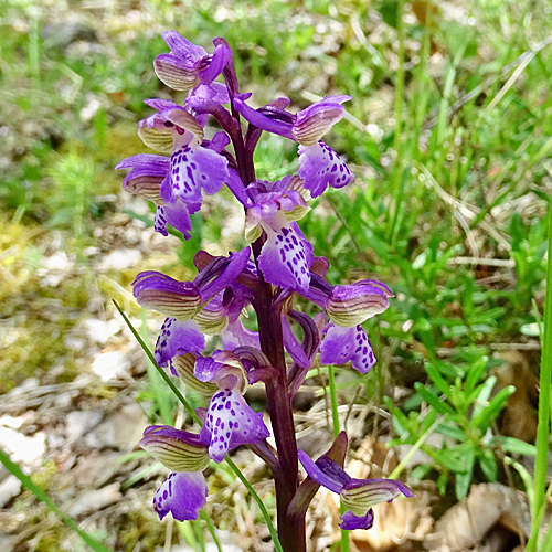 Kleines Knabenkraut / Orchis morio