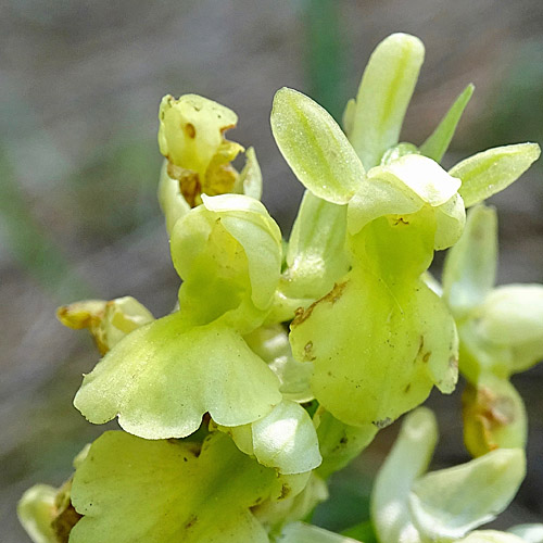 Blasses Knabenkraut / Orchis pallens