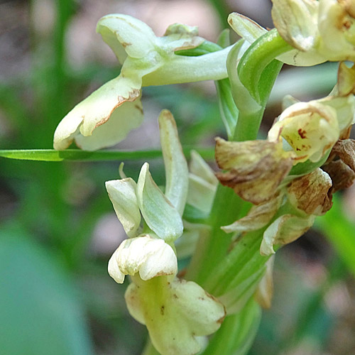 Blasses Knabenkraut / Orchis pallens