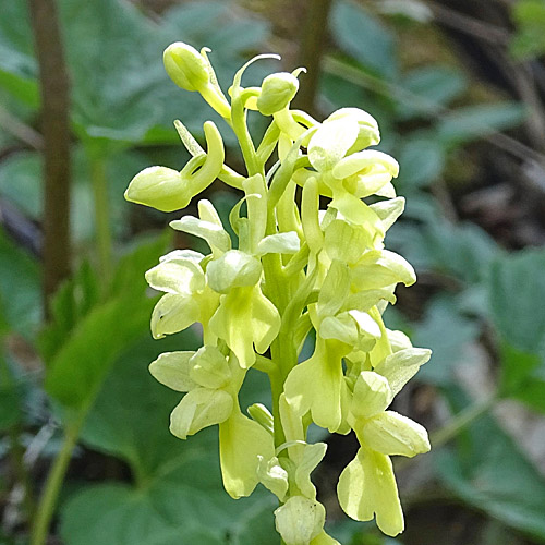 Blasses Knabenkraut / Orchis pallens