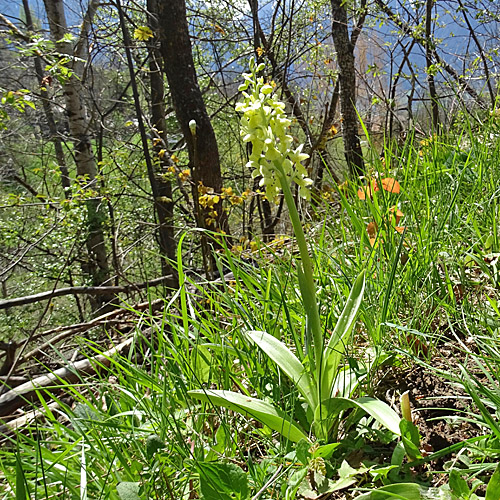 Blasses Knabenkraut / Orchis pallens