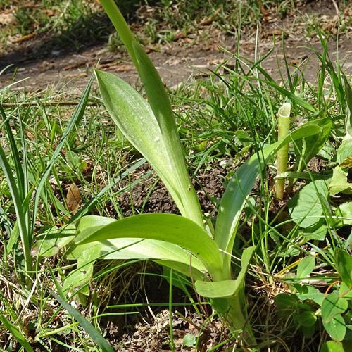 Blasses Knabenkraut / Orchis pallens