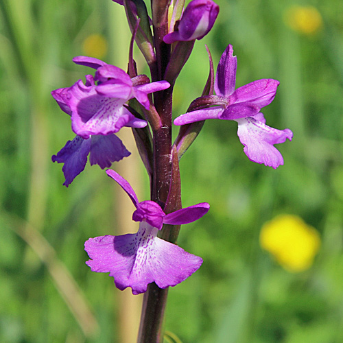 Sumpf-Knabenkraut / Orchis palustris