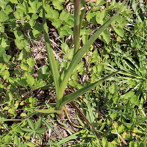 Sumpf-Knabenkraut / Orchis palustris