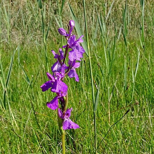 Sumpf-Knabenkraut / Orchis palustris