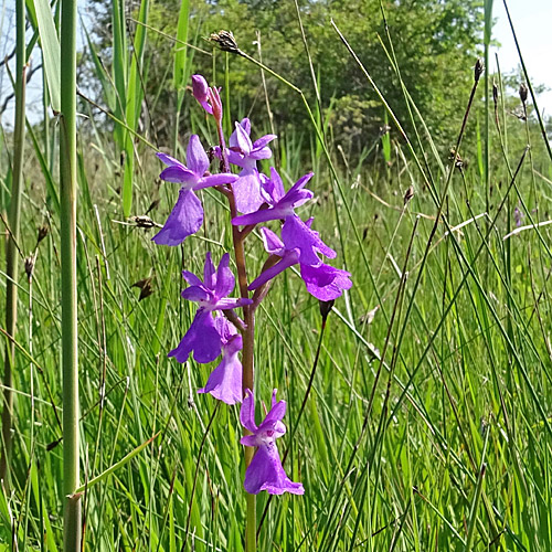 Sumpf-Knabenkraut / Orchis palustris