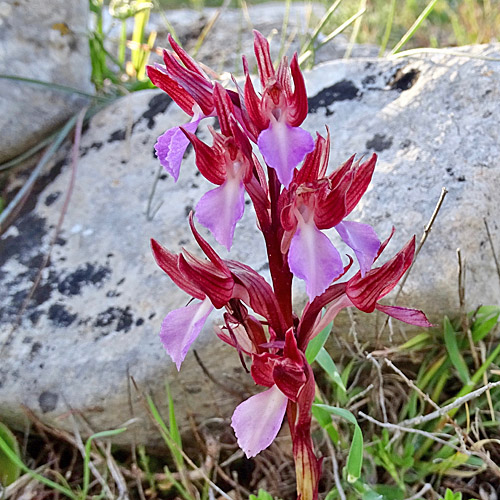 Schmetterlings-Knabenkraut / Orchis papilionacea