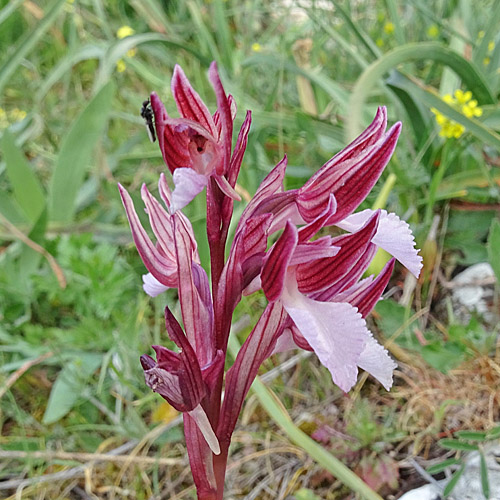 Schmetterlings-Knabenkraut / Orchis papilionacea