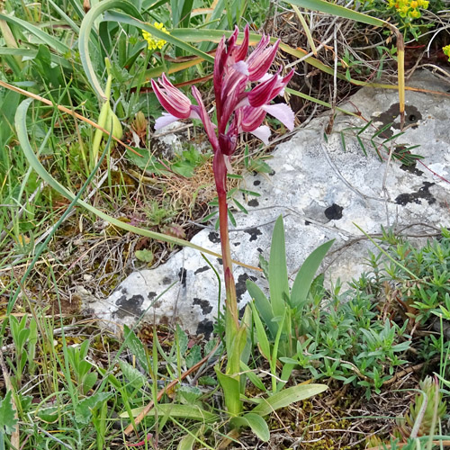 Schmetterlings-Knabenkraut / Orchis papilionacea