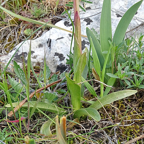 Schmetterlings-Knabenkraut / Orchis papilionacea