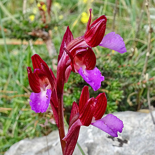 Schmetterlings-Knabenkraut / Orchis papilionacea