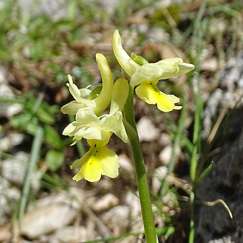 Armblütiges Knabenkraut / Orchis pauciflora