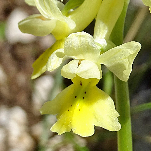 Armblütiges Knabenkraut / Orchis pauciflora