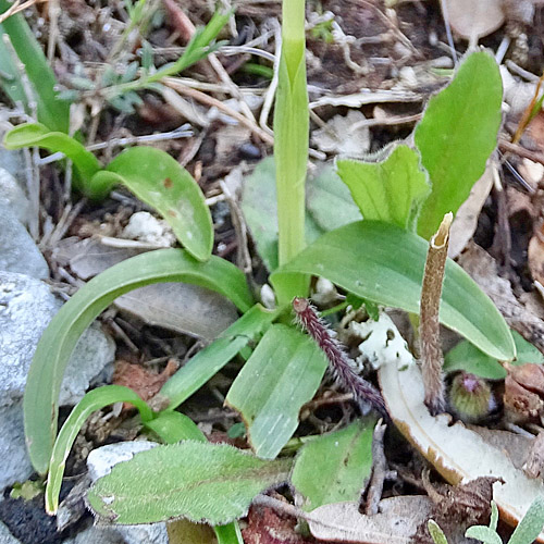 Armblütiges Knabenkraut / Orchis pauciflora