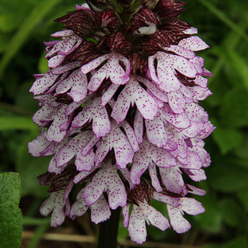 Purpur-Knabenkraut / Orchis purpurea