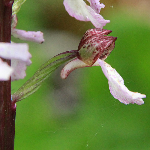 Purpur-Knabenkraut / Orchis purpurea