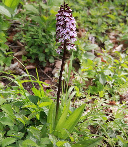 Purpur-Knabenkraut / Orchis purpurea