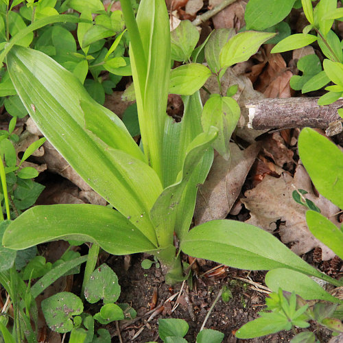 Purpur-Knabenkraut / Orchis purpurea