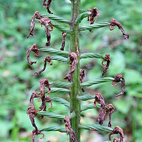 Purpur-Knabenkraut / Orchis purpurea