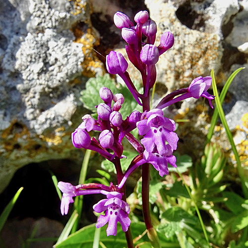 Vierpunkt-Knabenkraut / Orchis quadripunctata