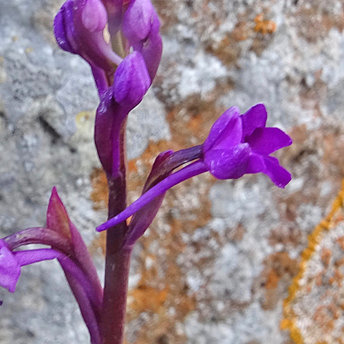 Vierpunkt-Knabenkraut / Orchis quadripunctata