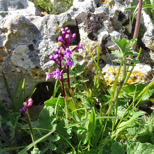 Vierpunkt-Knabenkraut / Orchis quadripunctata