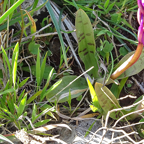 Vierpunkt-Knabenkraut / Orchis quadripunctata